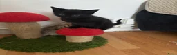 Mixed Breed cats for sale: Kittens  - Advert 4
