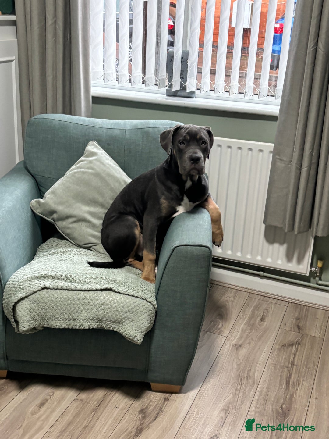 Cane Corso dogs for sale: Cane corso pup male - Advert 3