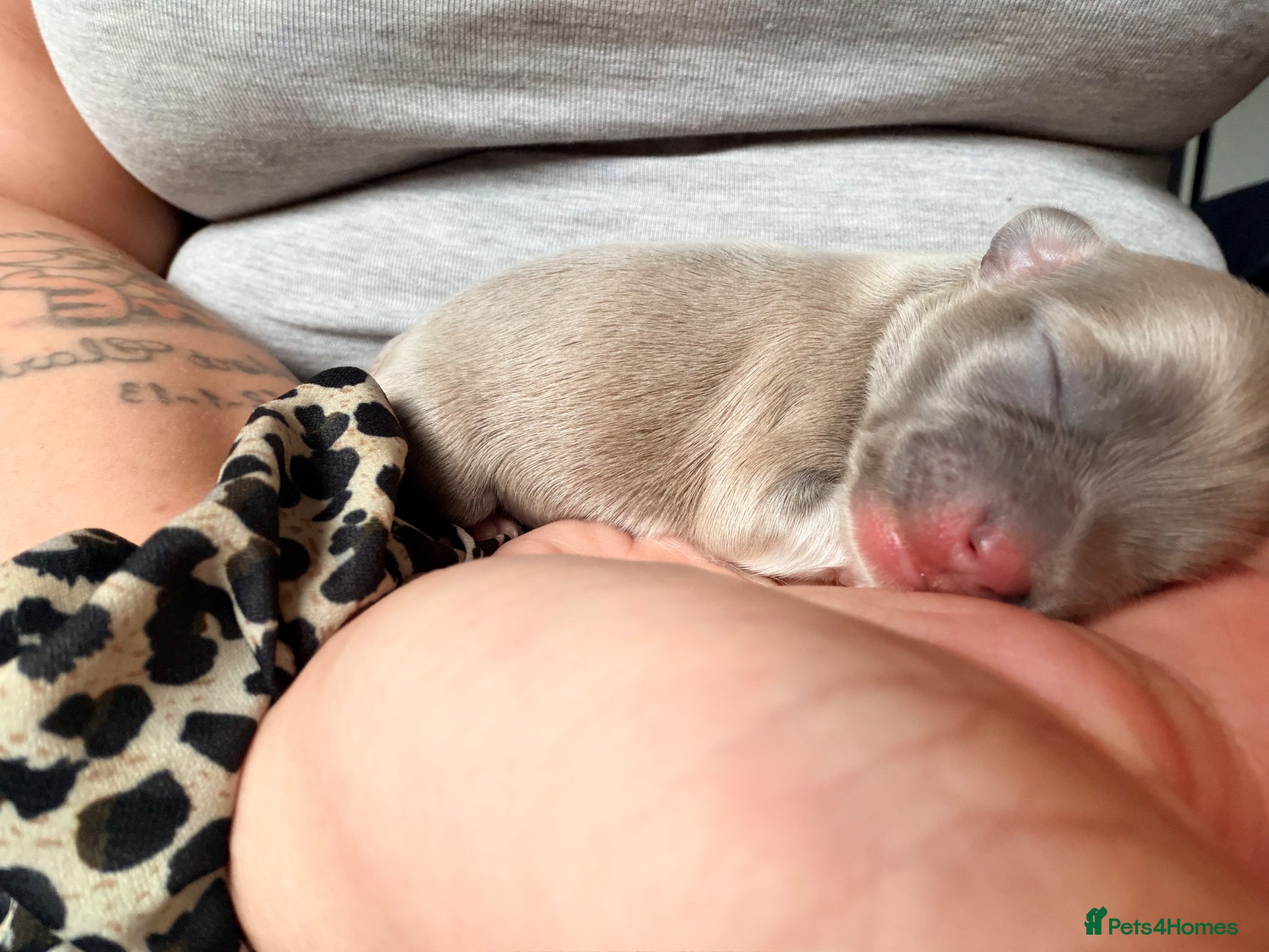 Mixed Breed dogs for sale: bulluahua Puppies  - Advert 16