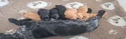 Cocker Spaniel dogs for sale: Beautiful Show Cocker Spaniel Boy in Lincoln - Advert 2