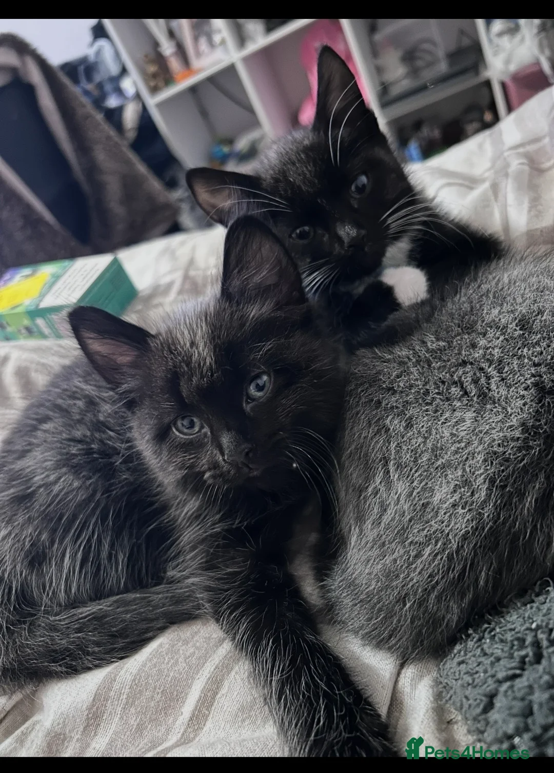 Mixed Breed cats for sale: 2 male kittens - Advert 9