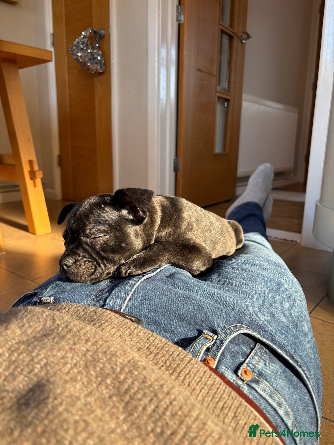 Staffordshire Bull Terrier dogs for sale: 9 week old girl looking for home - Advert 6