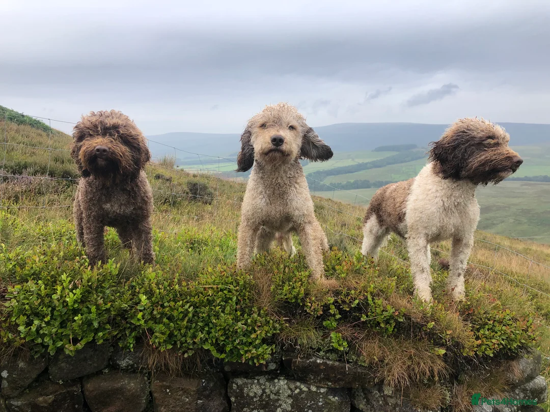 Lagotto Romagnolo dogs for stud: Excellent working lagotto standing at stud in Lancaster - Advert 2