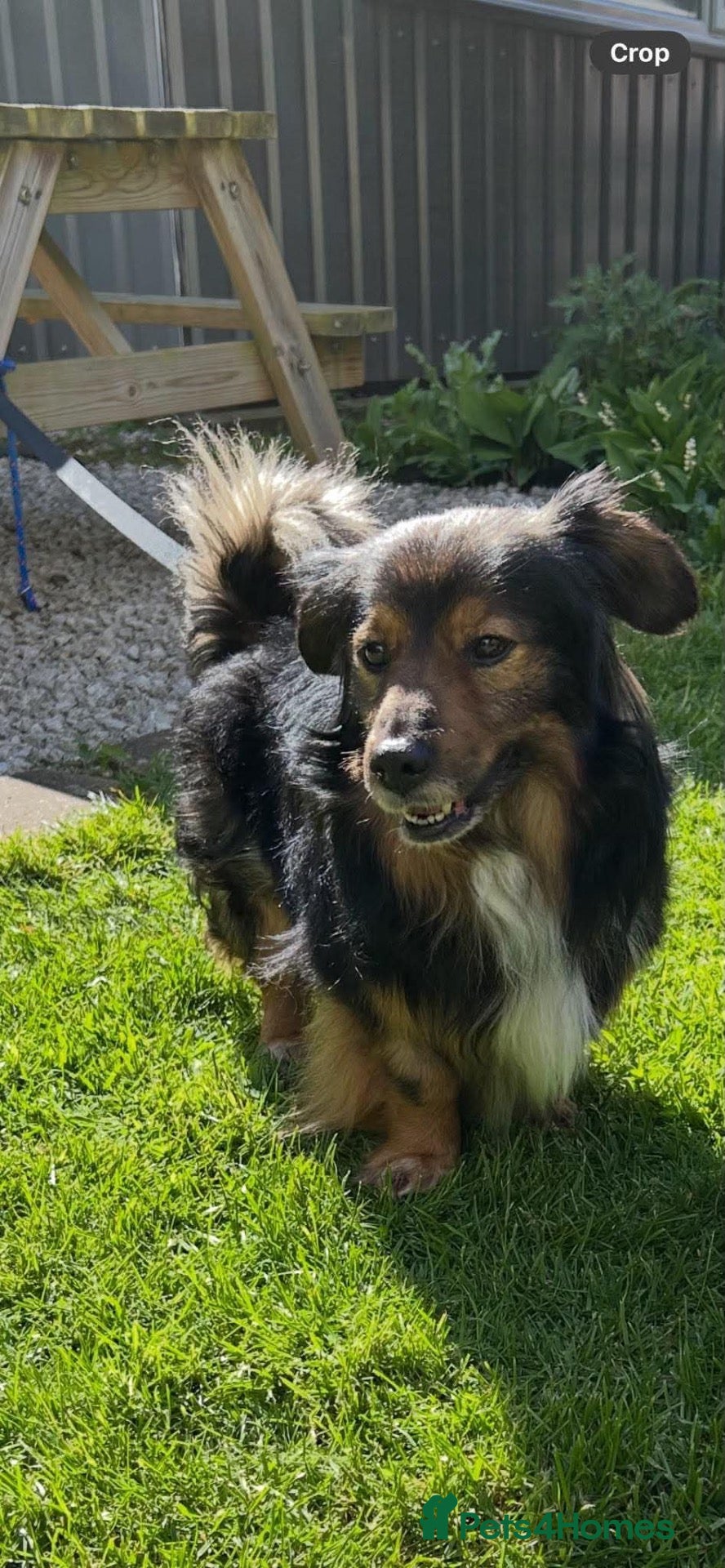 Mixed Breed dogs 🐾💙 REX – A CHARMING LITTLE GENTLEMAN 💙🐾 - Advert 16