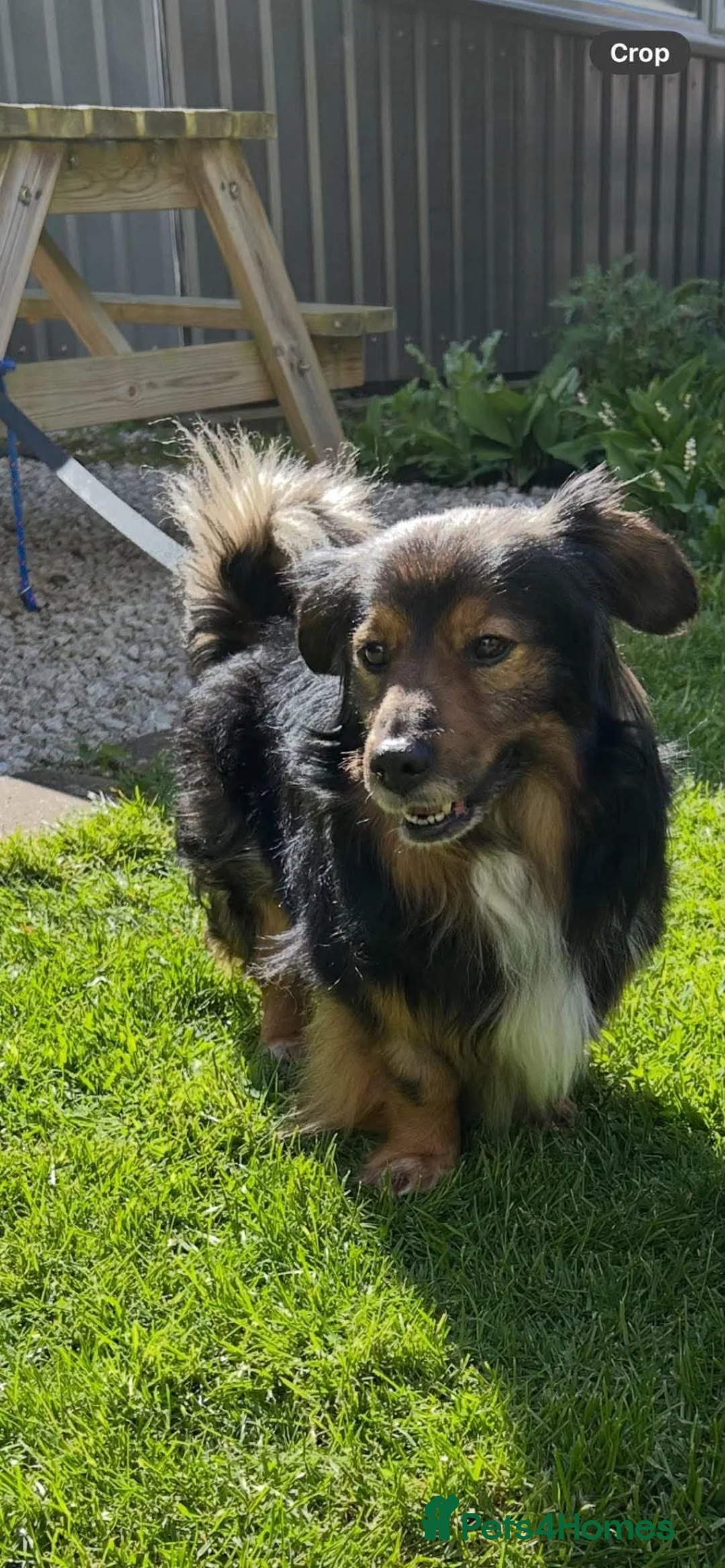 Mixed Breed dogs for adoption: 🐾💙 REX – A CHARMING LITTLE GENTLEMAN 💙🐾 in Chester - Advert 1