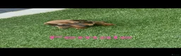 Dachshund dogs for sale: 6 beautiful dachshund puppies for sale !!😍 - Advert 5