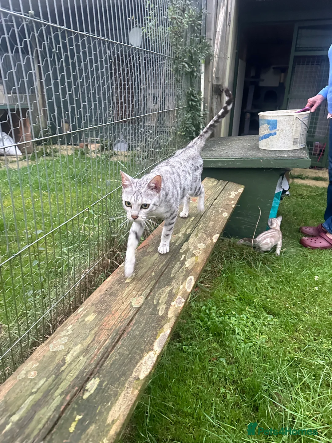 Bengal cats for sale: Bengal Cats - Advert 4