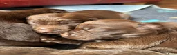 Sprocker dogs for sale: F1 sprocker puppies - Advert 9