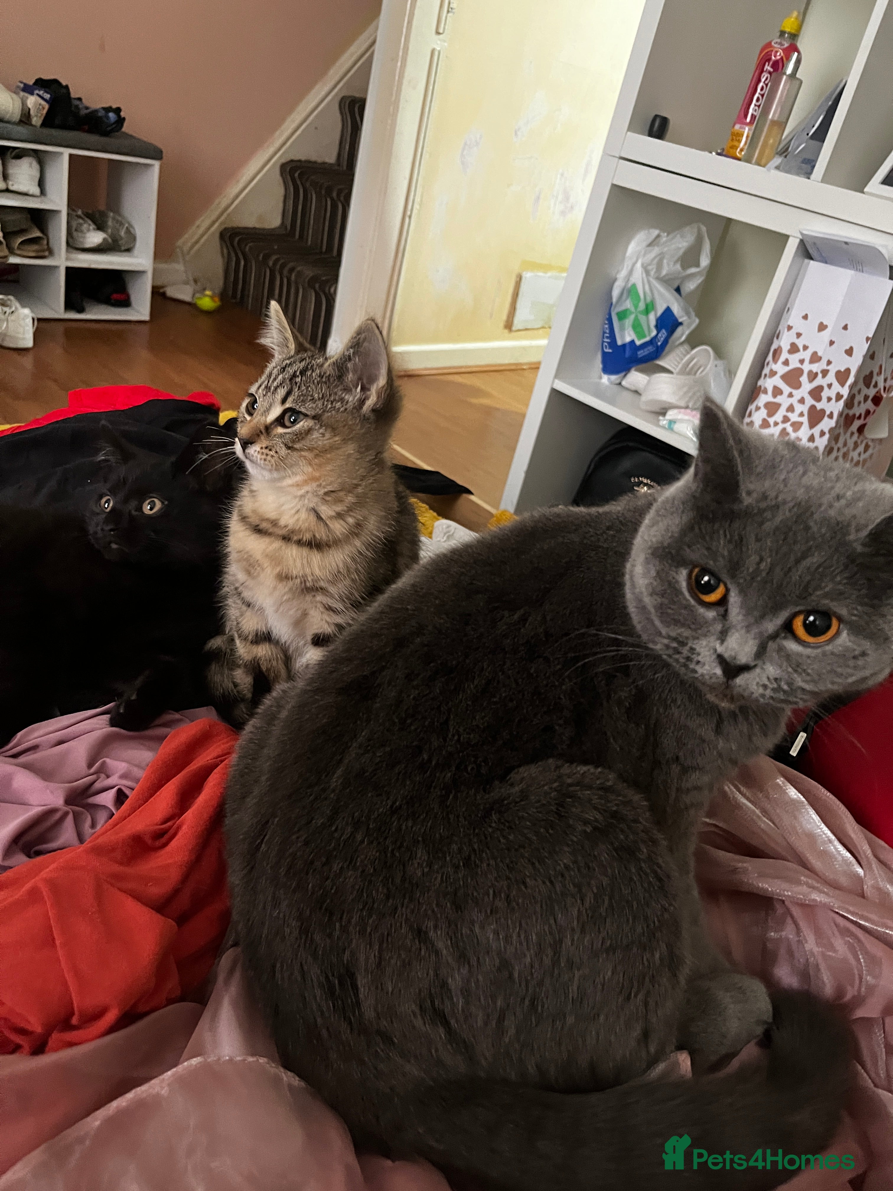 British Shorthair cats Kittens looking for home  - Advert 5
