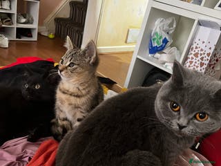 British Shorthair cats Kittens looking for home - Advert 5