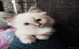 Ragdoll cats for sale: Traditional Ragdolls and Mink Ragdolls in Daventry - Image 17