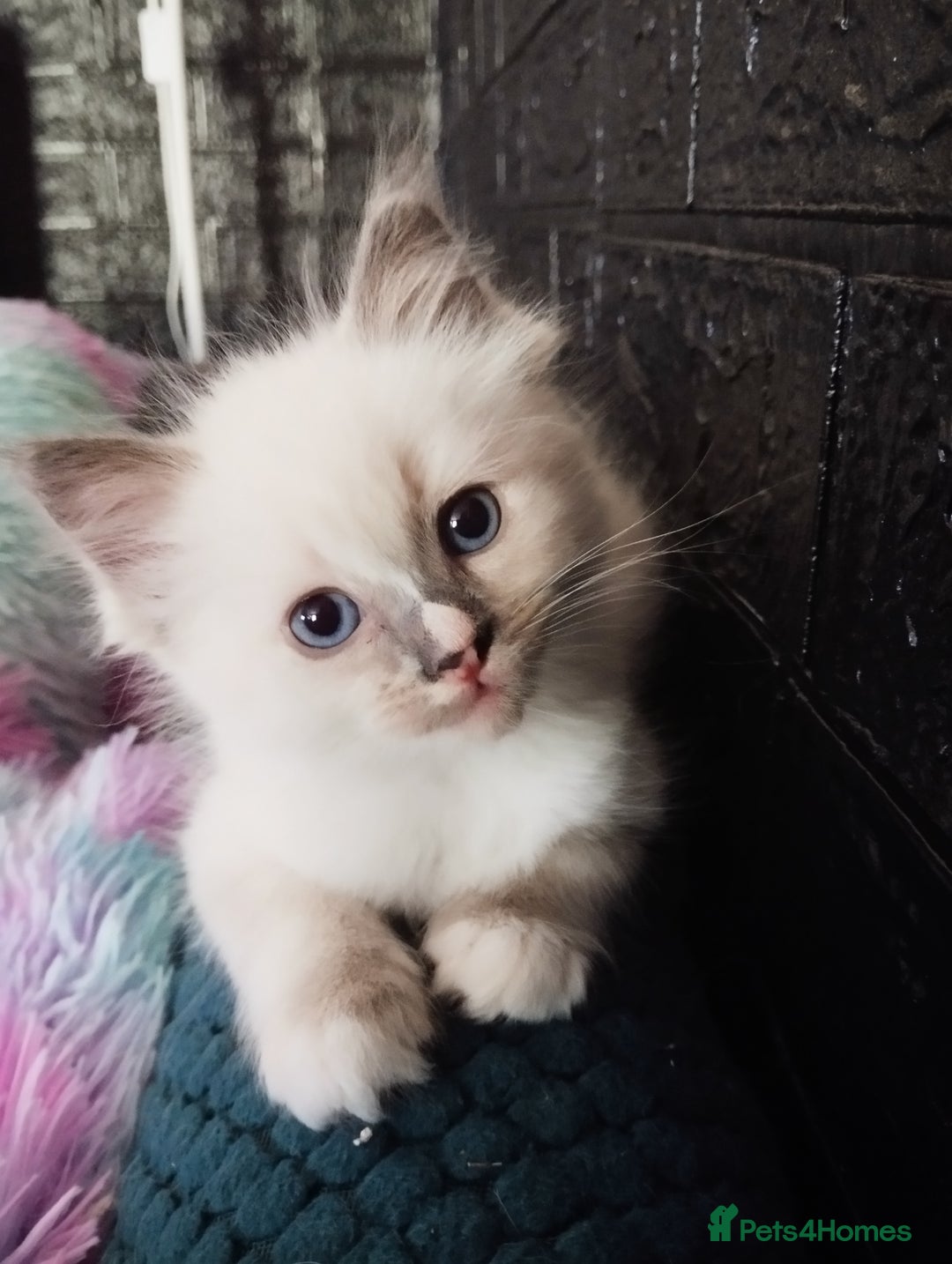 Ragdoll cats for sale: Traditional Ragdolls and Mink Ragdolls in Daventry - Image 17