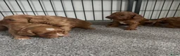 Cavapoo dogs for sale: Adorable red Cavapoos  - Advert 7