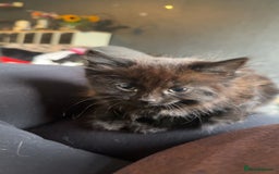 Mixed Breed cats for sale: 3 Kittens for sale  - Image 3