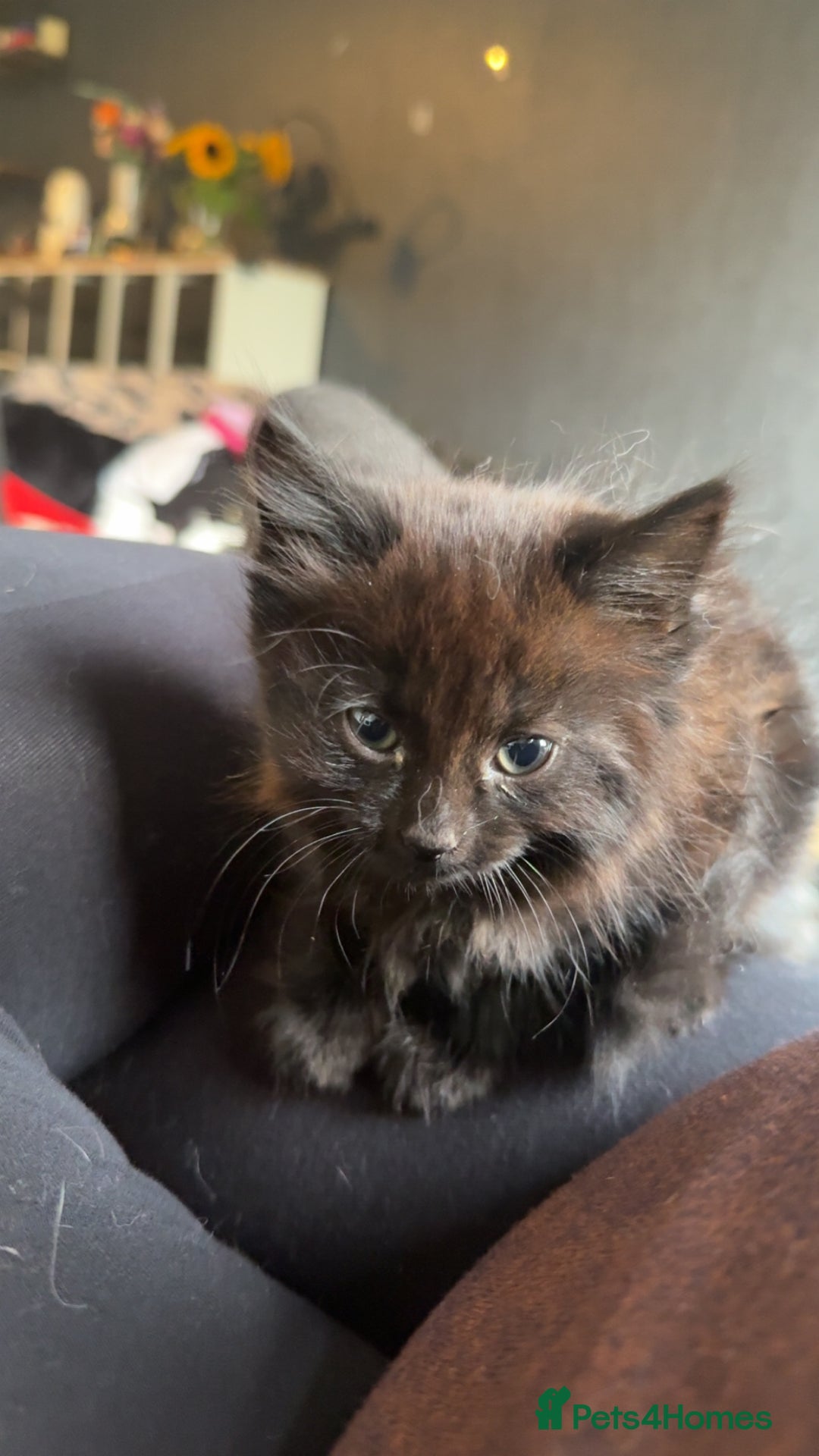 Mixed Breed cats for sale: 3 Kittens for sale  - Image 3