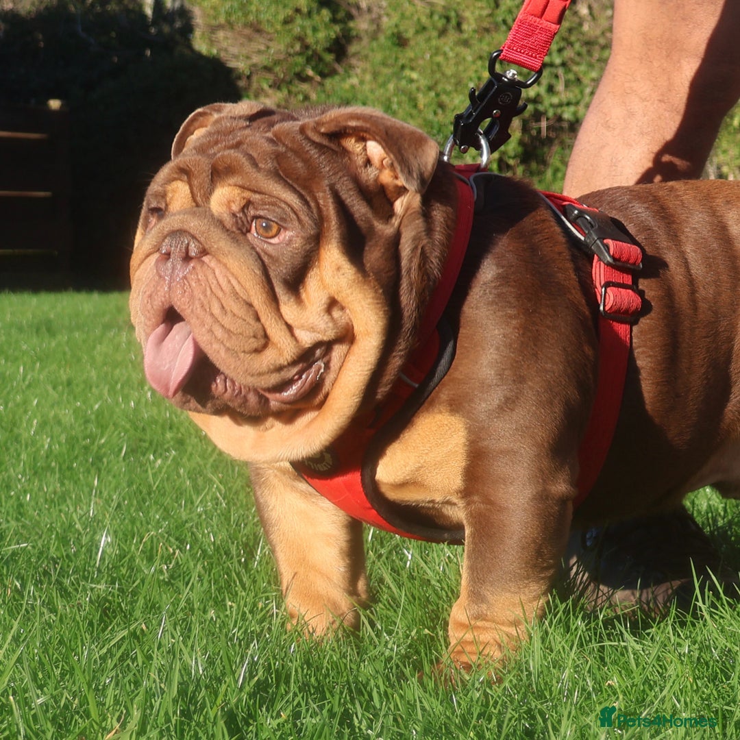 English Bulldog dogs for stud: ⭐️ ROCKEFELLER ⭐️ - Advert 5