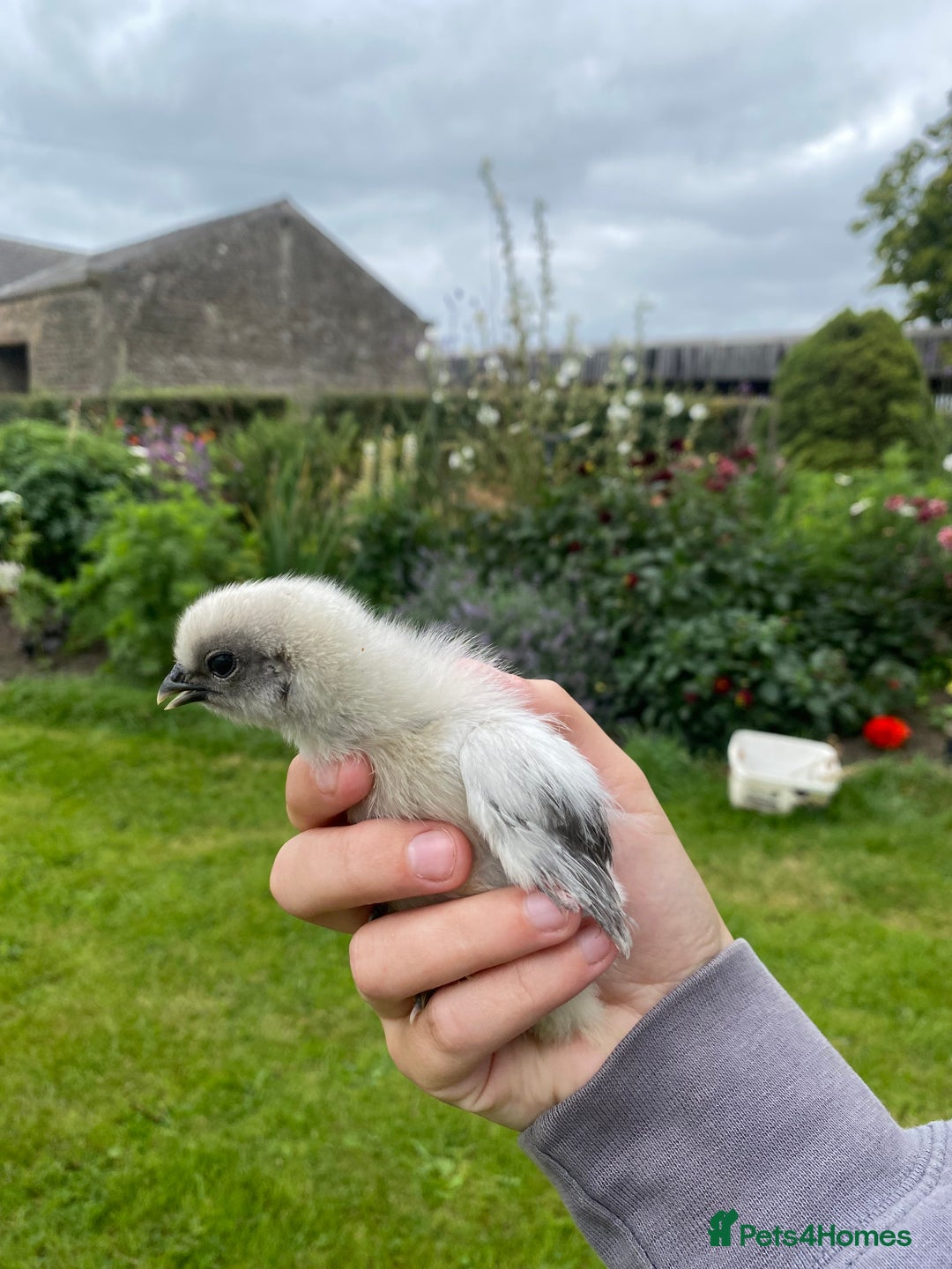 Hens poultry for sale: Purebred silkie hen with 7 purebred chicks - Image 6