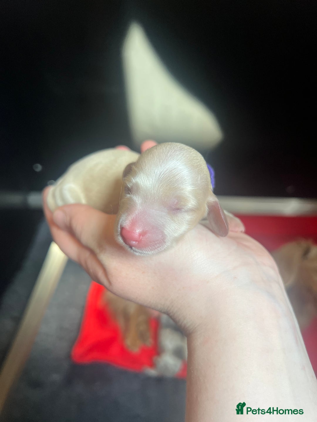 Miniature Dachshund dogs for sale: KC Long Haired Cream Carriers Miniature Dachshunds - Image 24