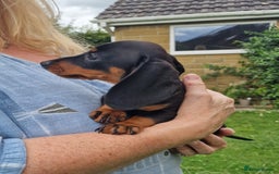 Miniature Dachshund dogs for sale: Quality mini dachshund puppies 💜 - Image 8