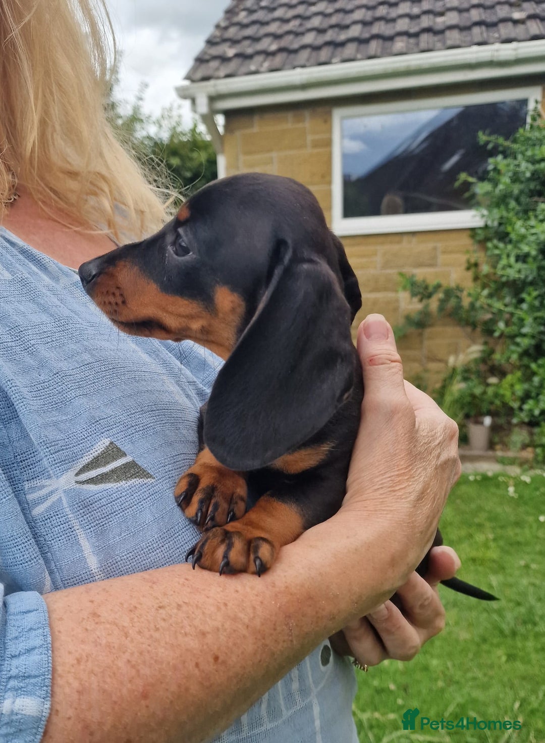 Miniature Dachshund dogs for sale: Quality mini dachshund puppies 💜 - Image 8