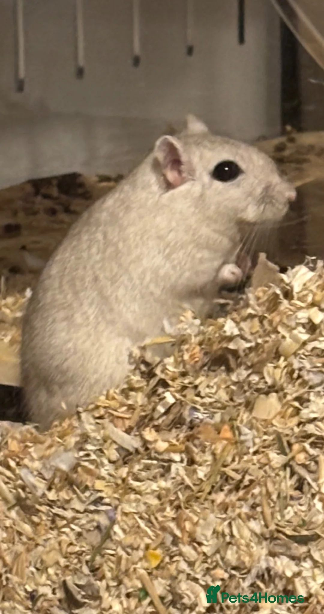 Gerbil rodents for sale: 2 male Mongolian gerbils with full ethical set up  in Shaftesbury - Advert 1