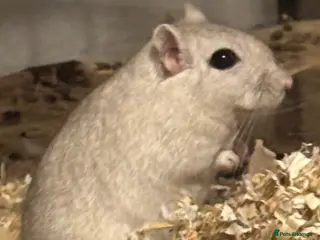 Gerbil rodents 2 male Mongolian gerbils with full ethical set up - Advert 13