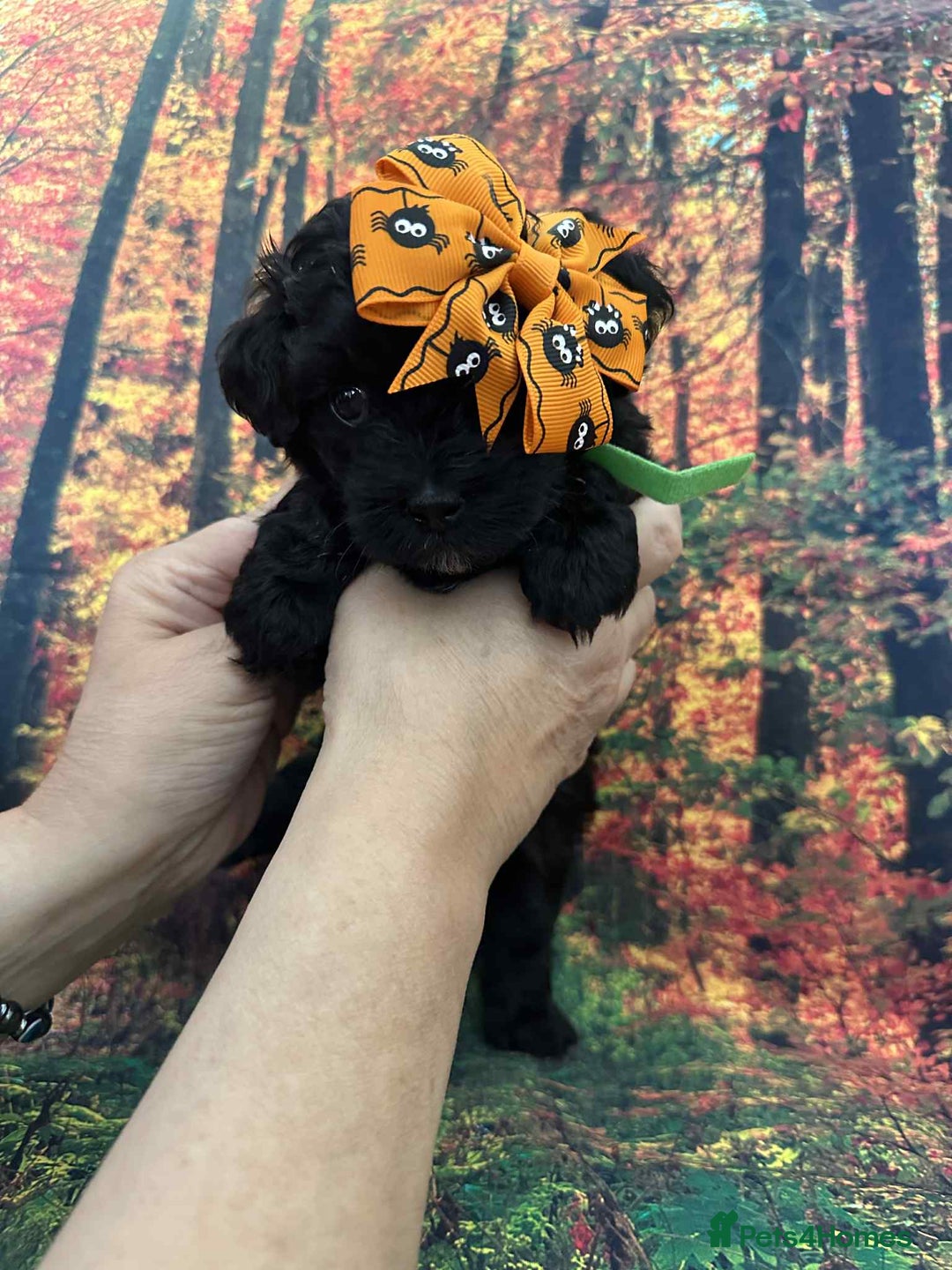 Maltipoo dogs for sale: Korean maltipoo puppies - Image 1