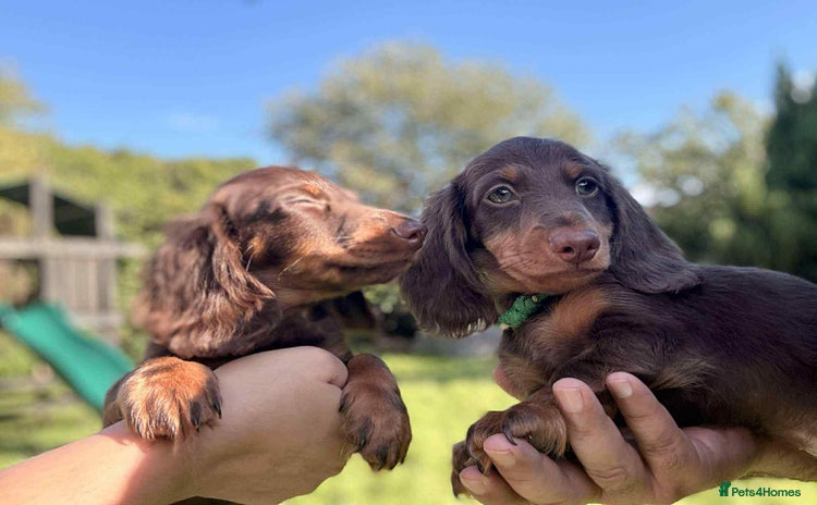 Miniature Dachshund dogs - Advert 2