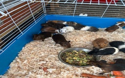 Guinea Pig rodents for sale: Young guinea pigs for sale  - Image 2