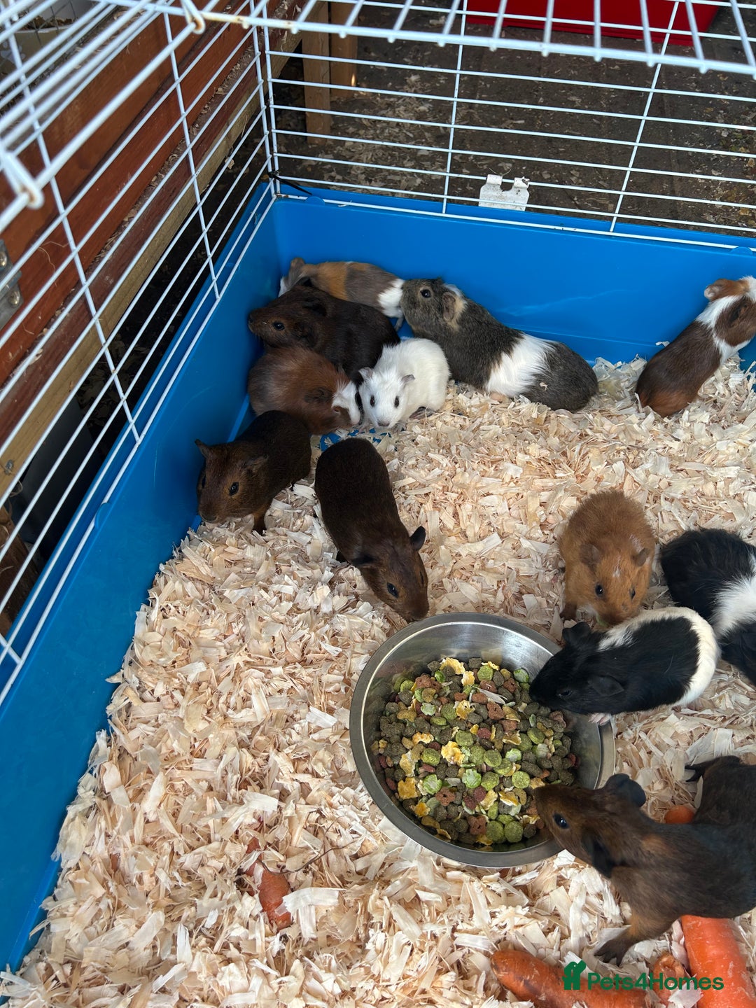 Guinea Pig rodents for sale: Young guinea pigs for sale  - Image 2