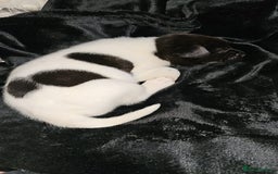 Mixed Breed dogs for sale: American akita x staffy pups for sale  - Image 3