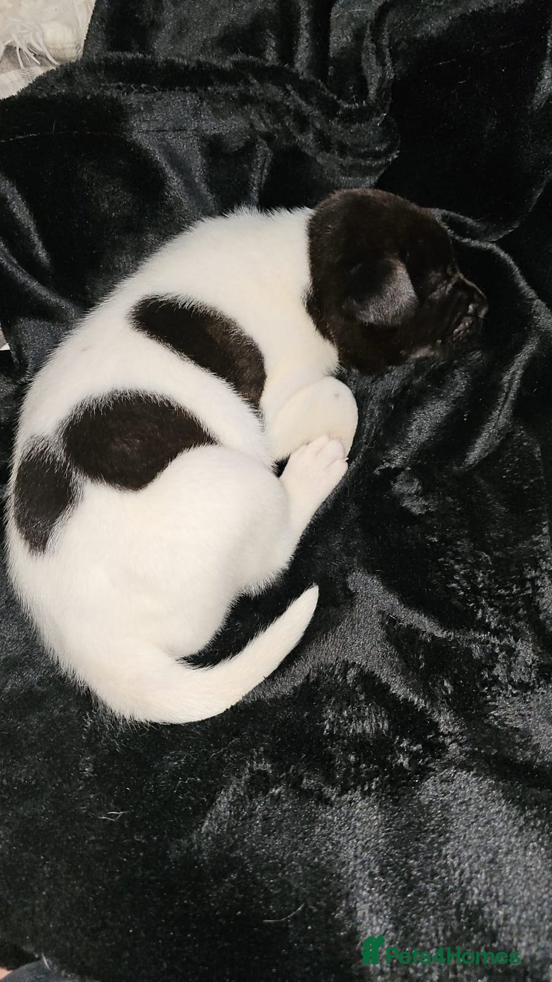 Mixed Breed dogs for sale: American akita x staffy pups for sale  - Image 3