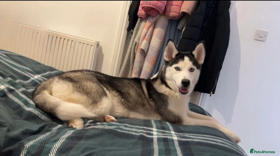 Huskita dogs for sale: Beautiful Huskey pups 3/4 still available  - Advert 1