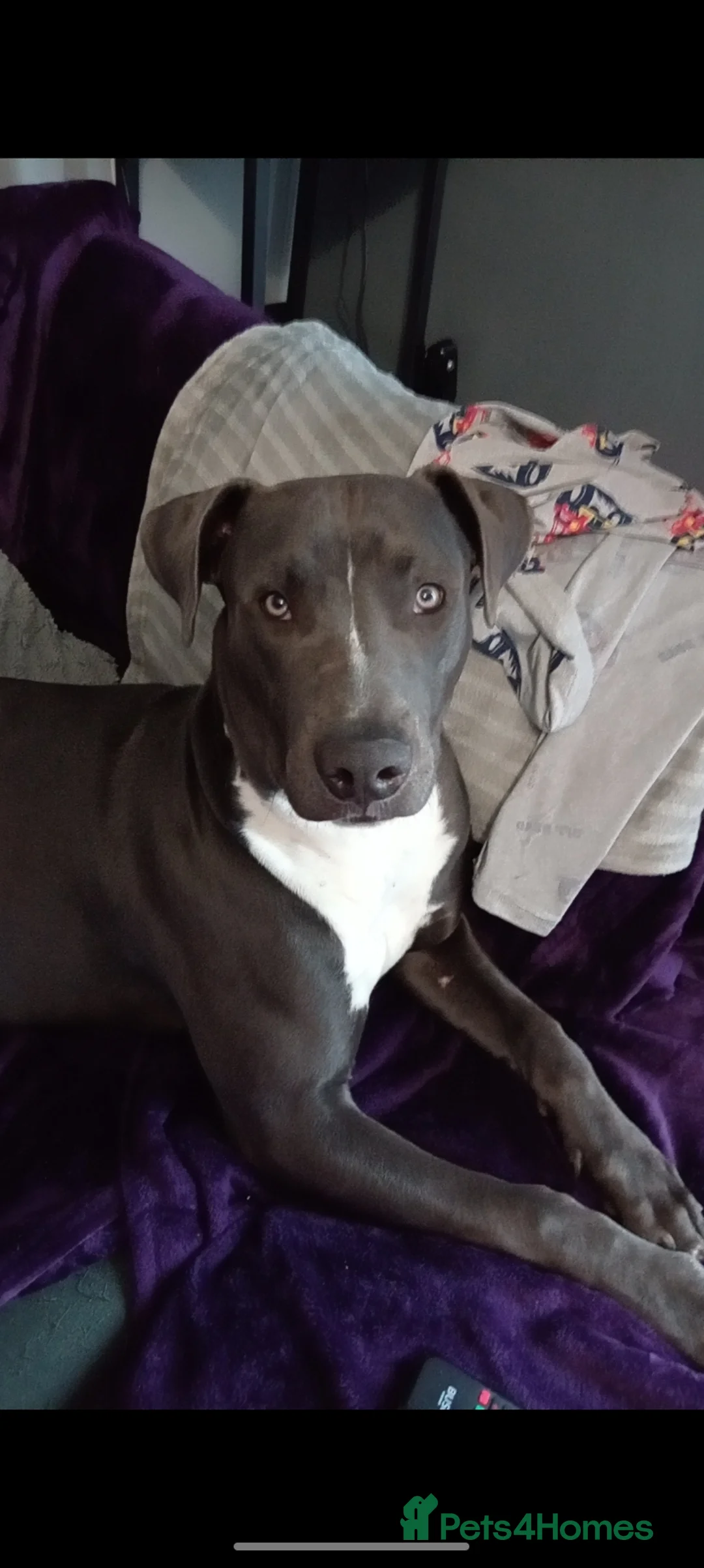 Mixed Breed dogs for sale: Lurcher x American bully  - Advert 5