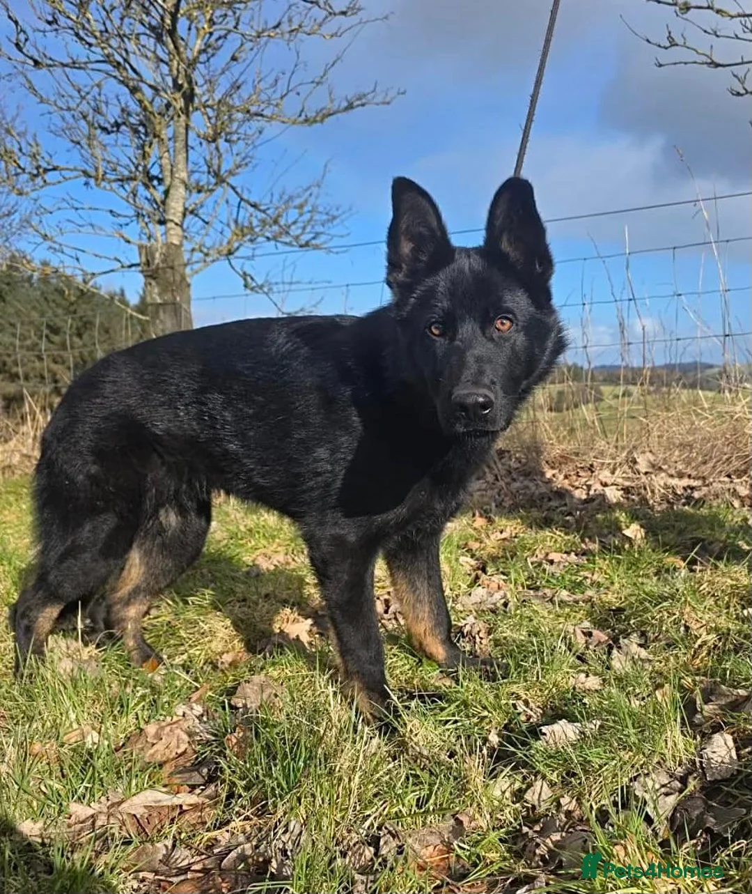 German Shepherd dogs for sale: Rambo, Stunning BiColour GSD Personal Protection  - Advert 1