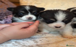 Welsh Corgi Pembroke dogs for sale: Pedigree, health tested parents, licensed breeder - Image 3