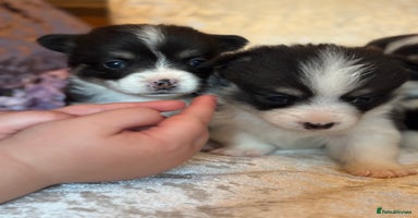 Welsh Corgi Pembroke dogs - Advert 16