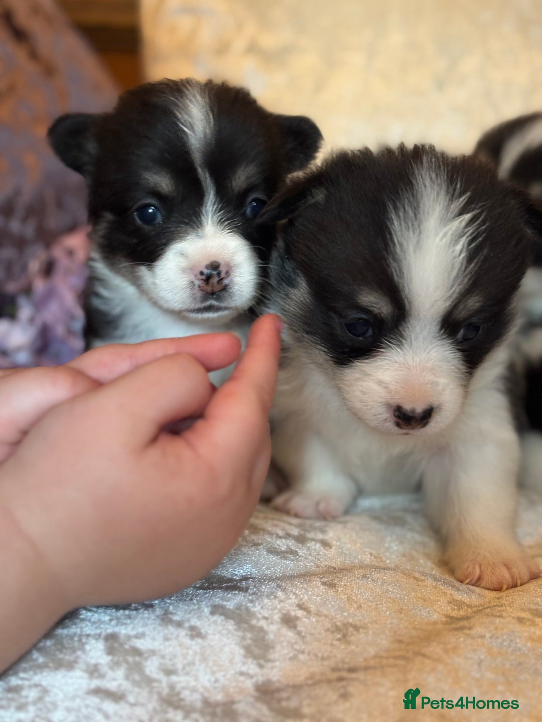 Welsh Corgi Pembroke dogs for sale: Pedigree, health tested parents, licensed breeder - Image 3