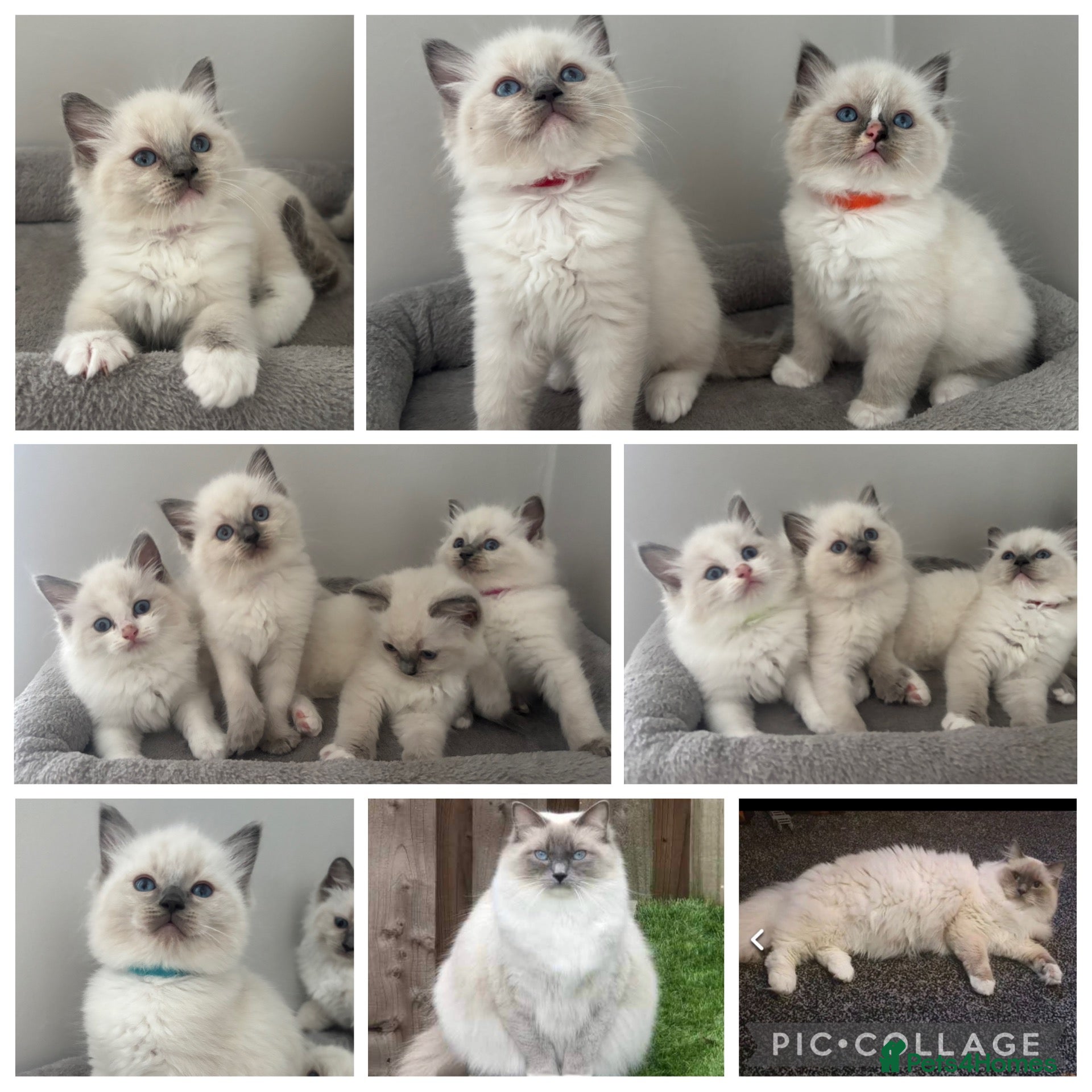 Ragdoll cats 😻❤️AMAZING QUALITY PEDIGREE RAGDOLL KITTENS ❤️😻 - Advert 1