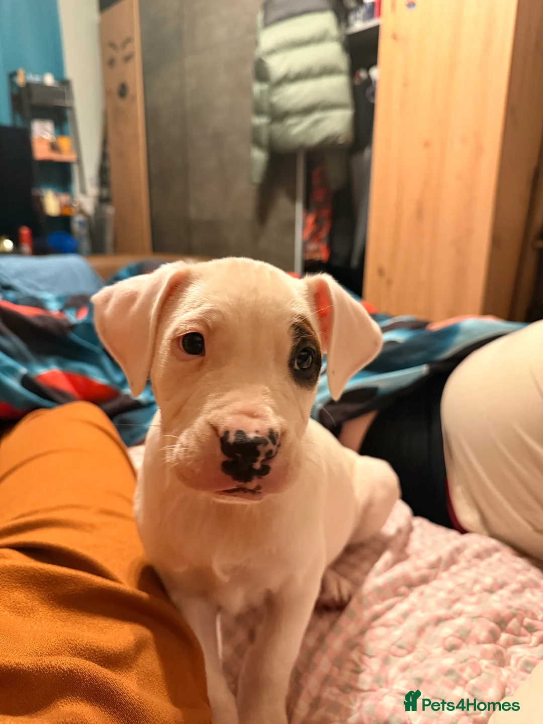 American Bully dogs for sale: 1 little puppy is  looking for a new family  in Banbury - Advert 3