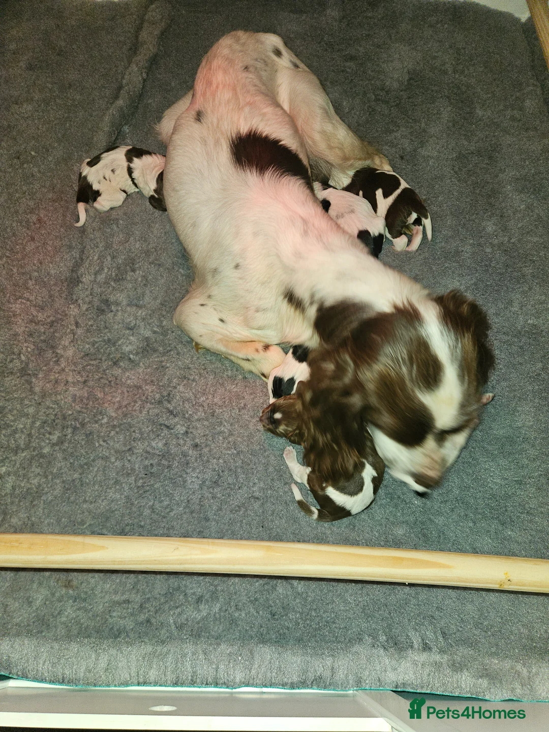 English Springer Spaniel dogs for sale: English Springer Spaniel pups  in Machynlleth - Advert 2