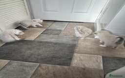 Ragdoll cats for sale: Amazing Ragdoll kittens 3 female 1 male - Image 4