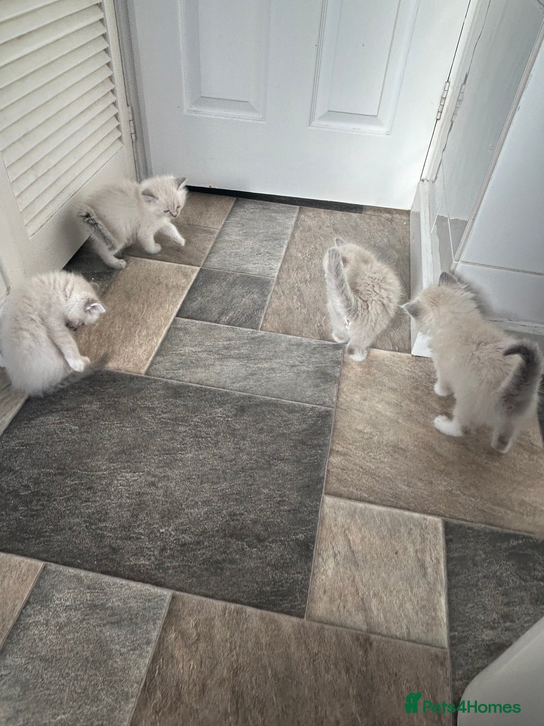 Ragdoll cats for sale: Amazing Ragdoll kittens 3 female 1 male - Image 4