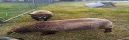Sheep livestock for sale: 4 ryeland sheep  in Penzance - Advert 4