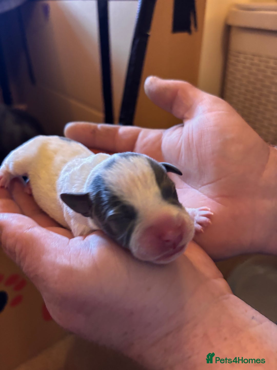 Staffordshire Bull Terrier dogs for sale: Kc reg pied, blue and black Staffies  - Advert 10