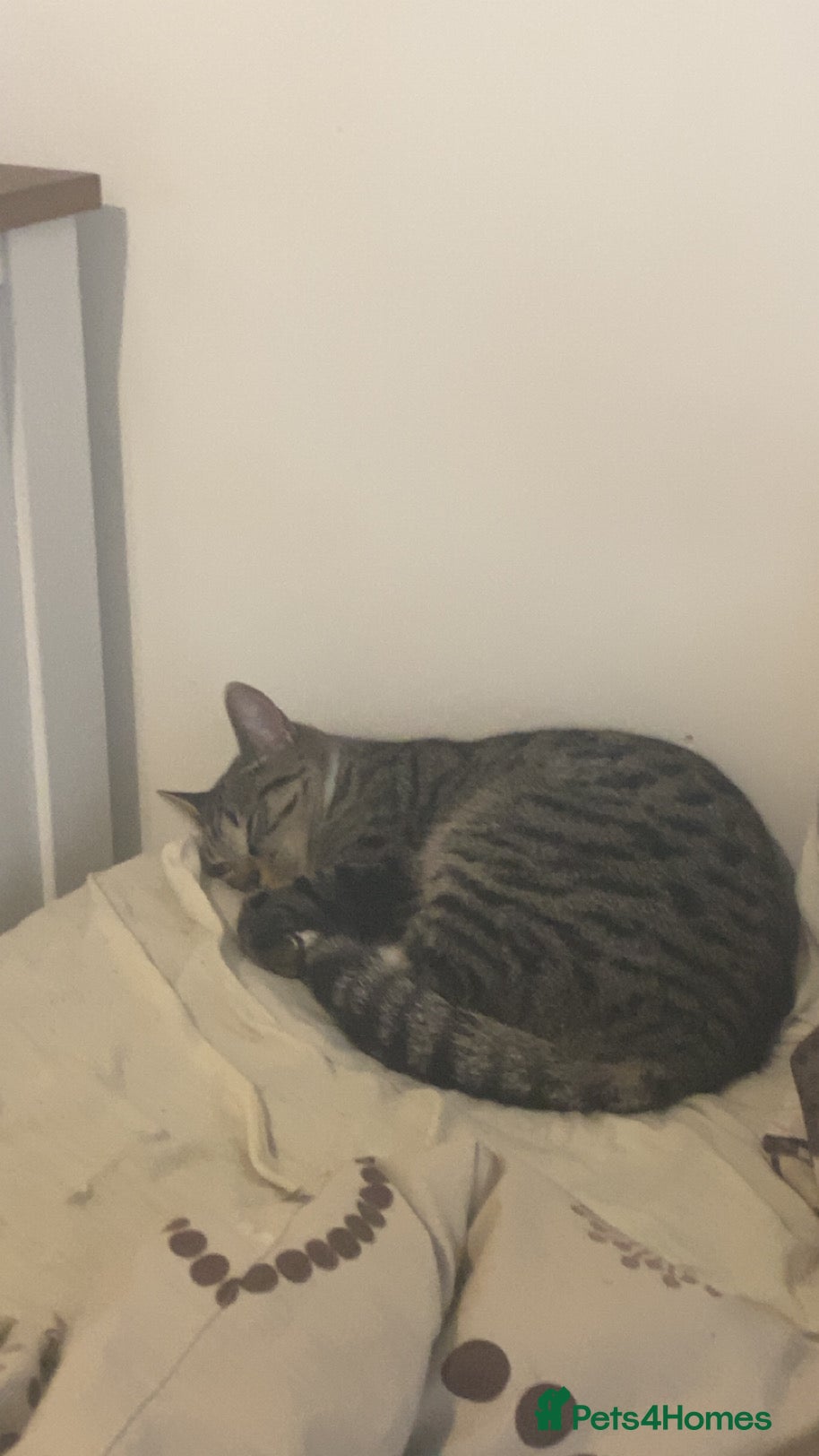 Mixed Breed cats Mix bread - Advert 1