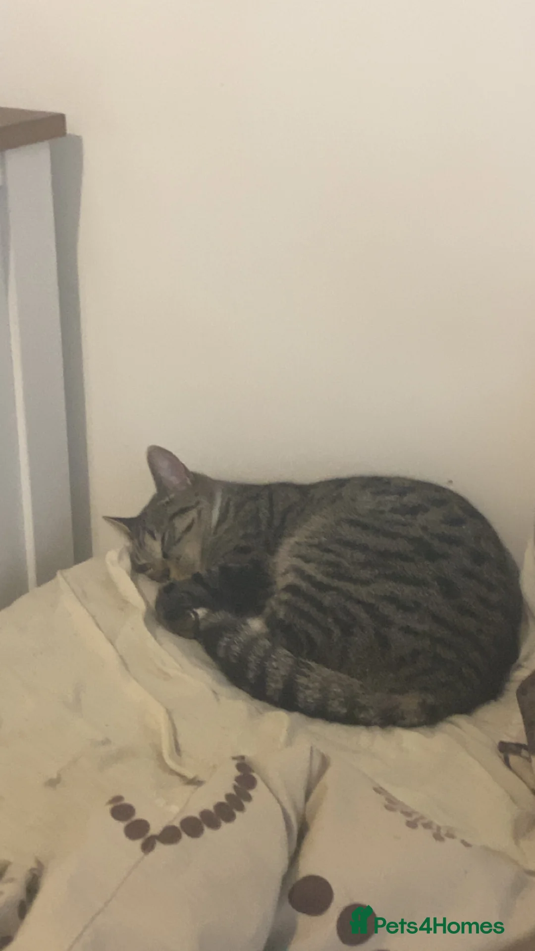 Mixed Breed cats for sale: Mix bread - Advert 1