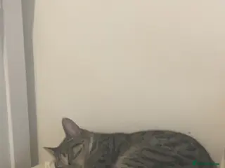 Mixed Breed cats Mix bread - Advert 1