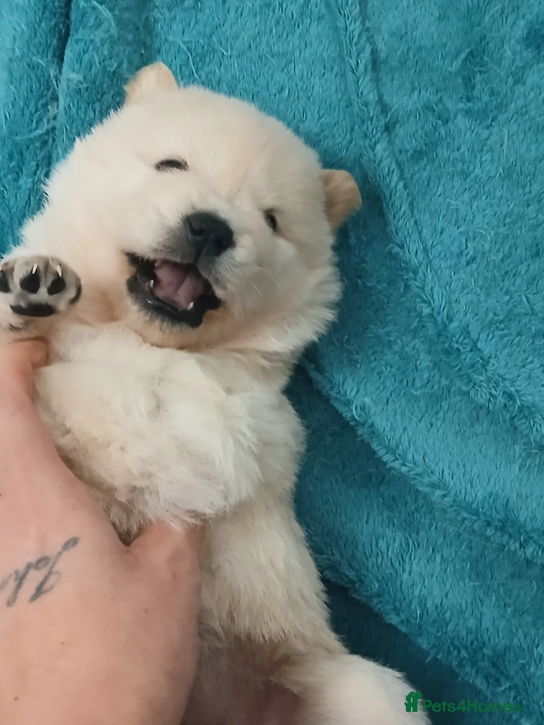 Mixed Breed dogs for sale: 5 stunning hybrid chowskis pups - Advert 9