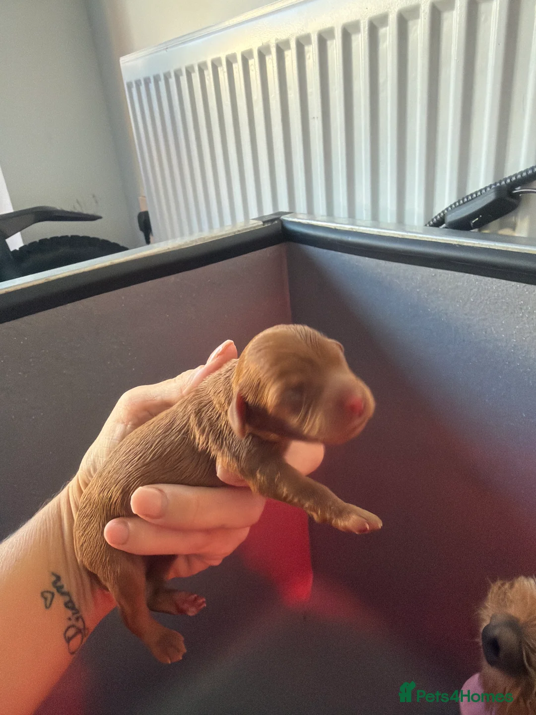 Cavapoo dogs for sale: F1b Cavapoos for sale  - Advert 2